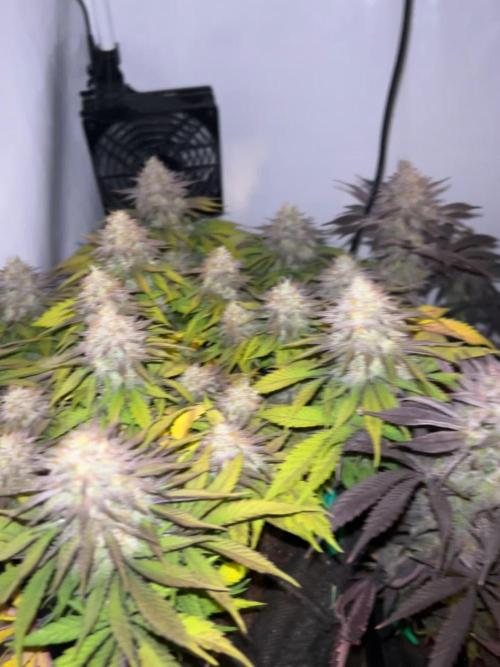 Radical Juice - Ripper Seeds / Dos Si Dos 33 - Barneysfarm