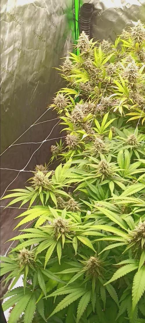 420 Fastbuds Gorilla cookies FF
