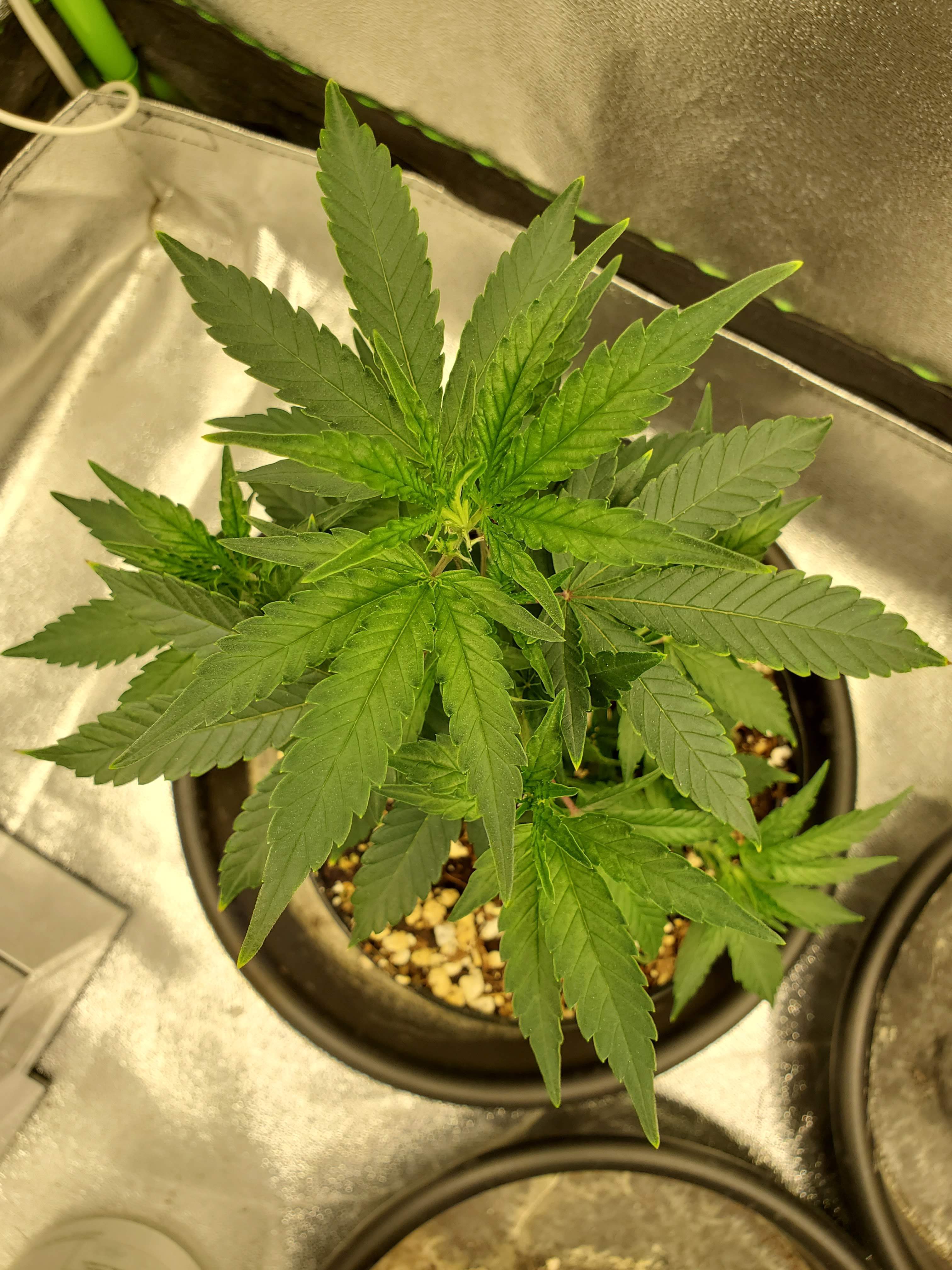 Cream Caramel Cali OG White Widow Grow Journal Week2 By TheNaturalist GrowDiaries