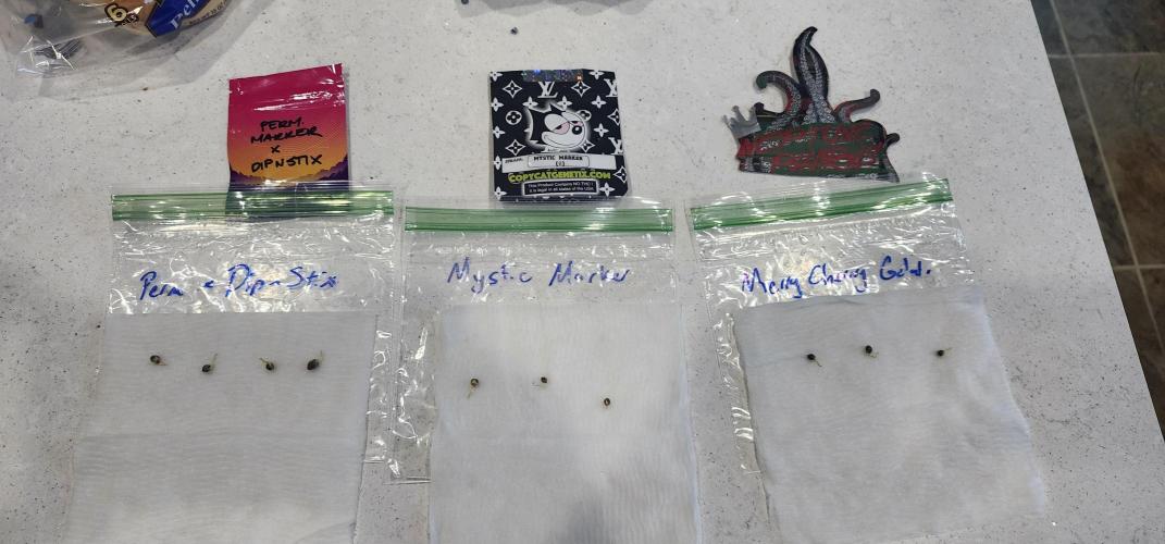 5x5 45gal RDWC - Marker Crosses. Week 0 - 24hr after moist paper towel on heating mat (low heat)