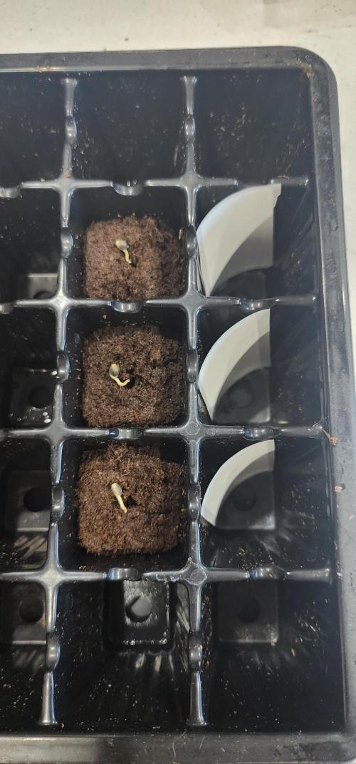 5x5 45gal RDWC - Marker Crosses. Week 0 - Widen and fluffed root riots.  Tails first and cover w sprayed lid.