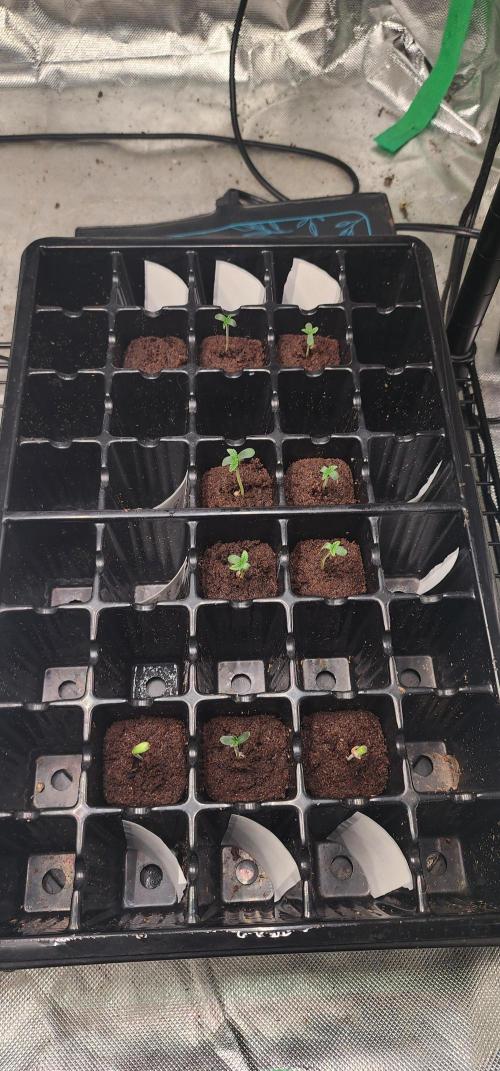 5x5 45gal RDWC - Marker Crosses. Week 0 - 48hr later 9/10 sprouted.