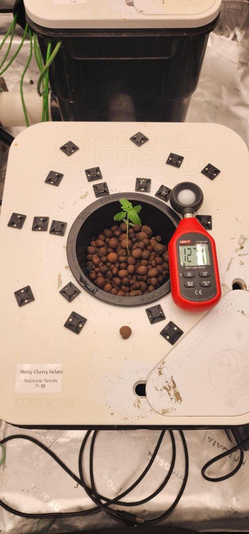 5x5 45gal RDWC - Marker Crosses. Week 1