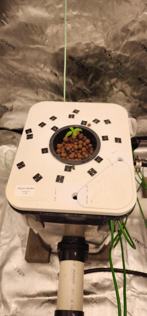 5x5 45gal RDWC - Marker Crosses. Week 1