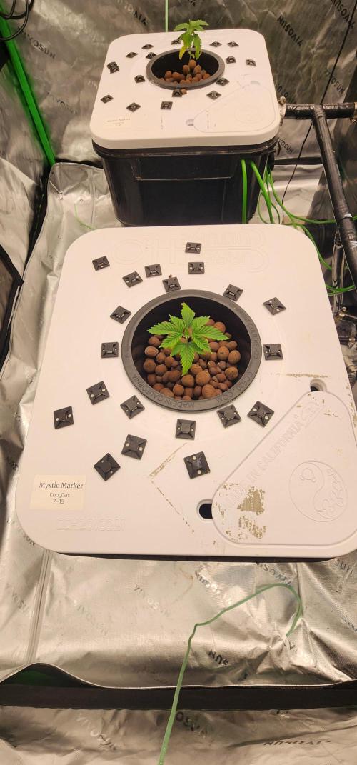 5x5 45gal RDWC - Marker Crosses. Week 2