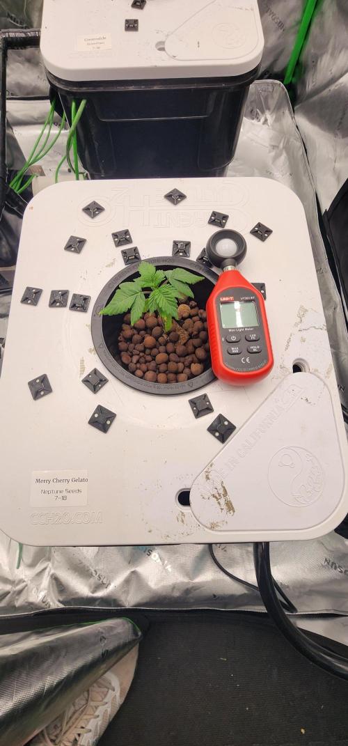 5x5 45gal RDWC - Marker Crosses. Week 2