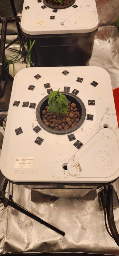 5x5 45gal RDWC - Marker Crosses. Week 3 - Merry Cherry is my runt.