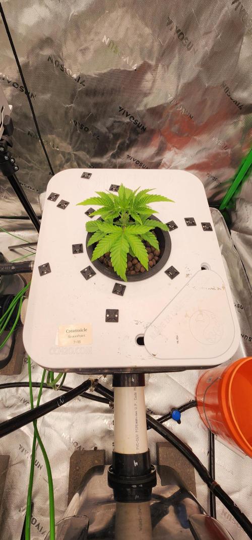 5x5 45gal RDWC - Marker Crosses. Week 4