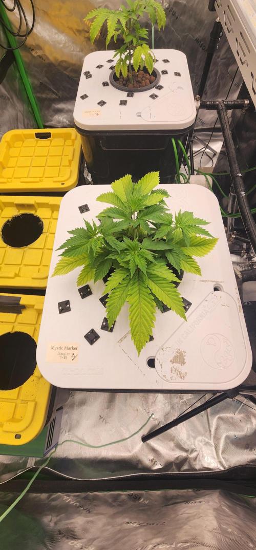 5x5 45gal RDWC - Marker Crosses. Week 5