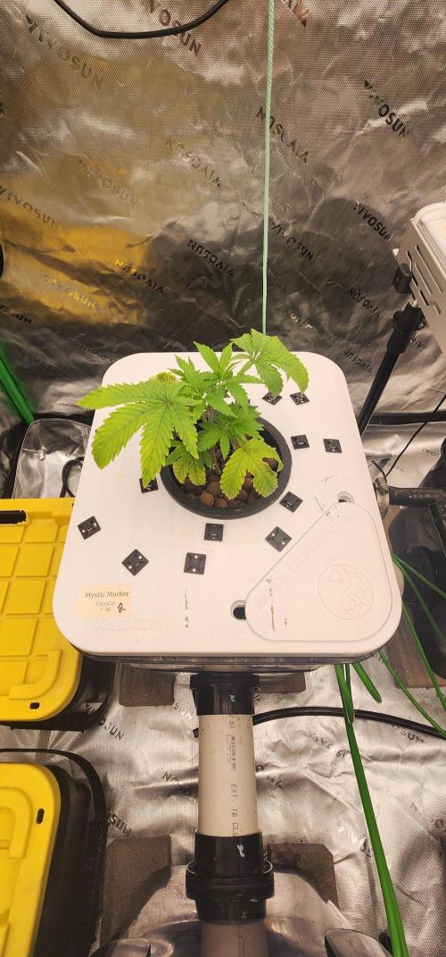 5x5 45gal RDWC - Marker Crosses. Week 5