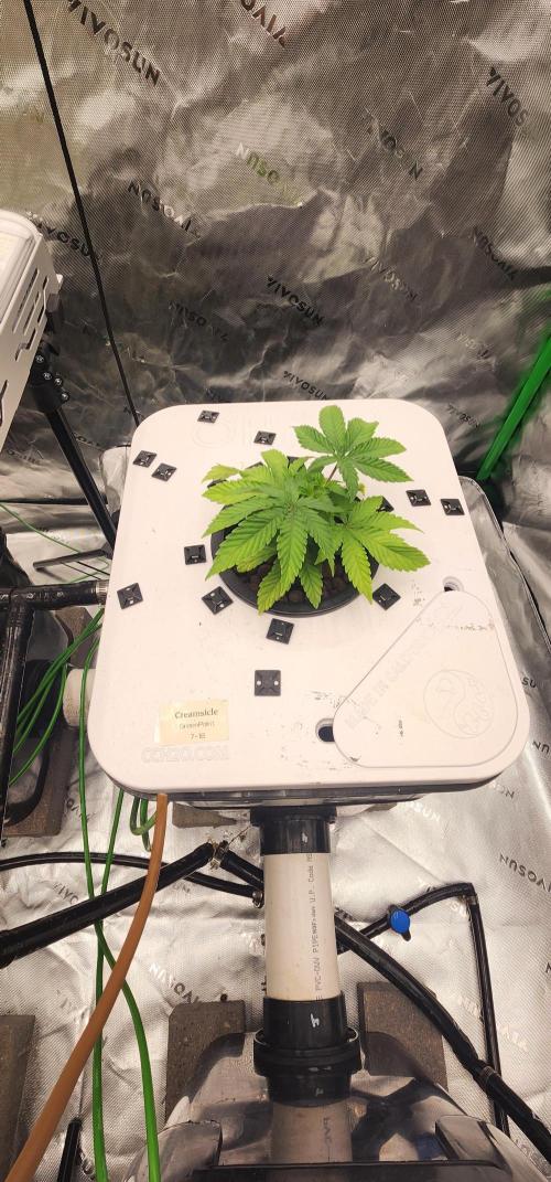 5x5 45gal RDWC - Marker Crosses. Week 5