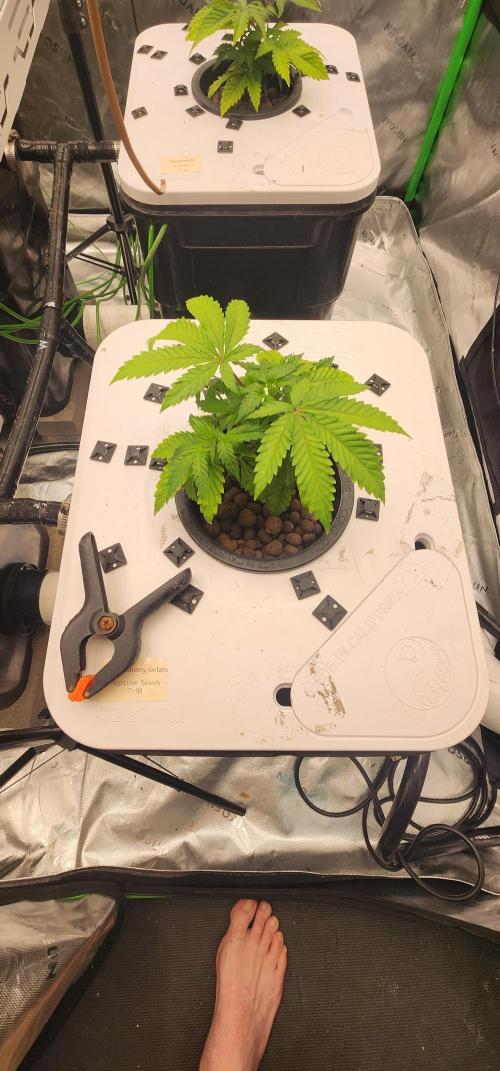5x5 45gal RDWC - Marker Crosses. Week 5