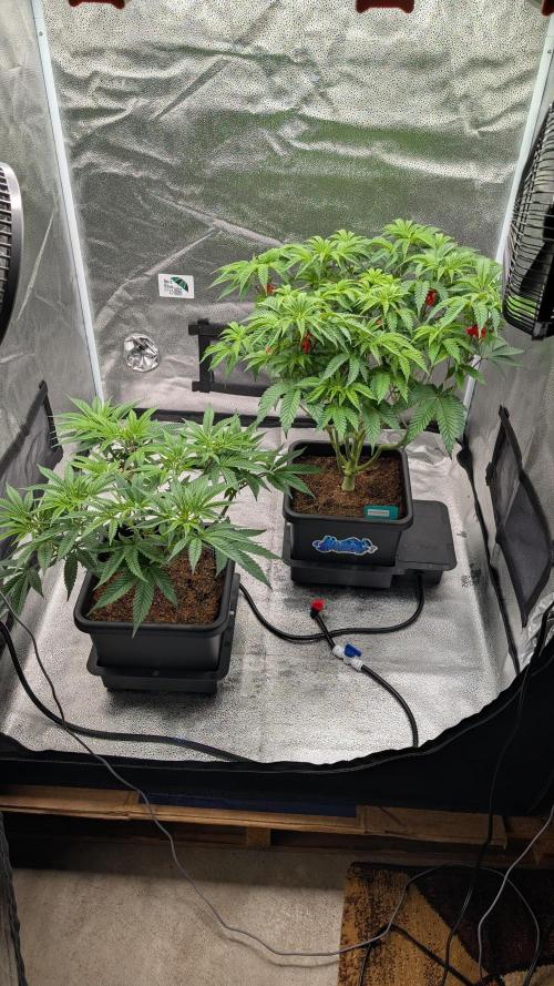 Dumpstar & Grandpa's Stash. Week 7