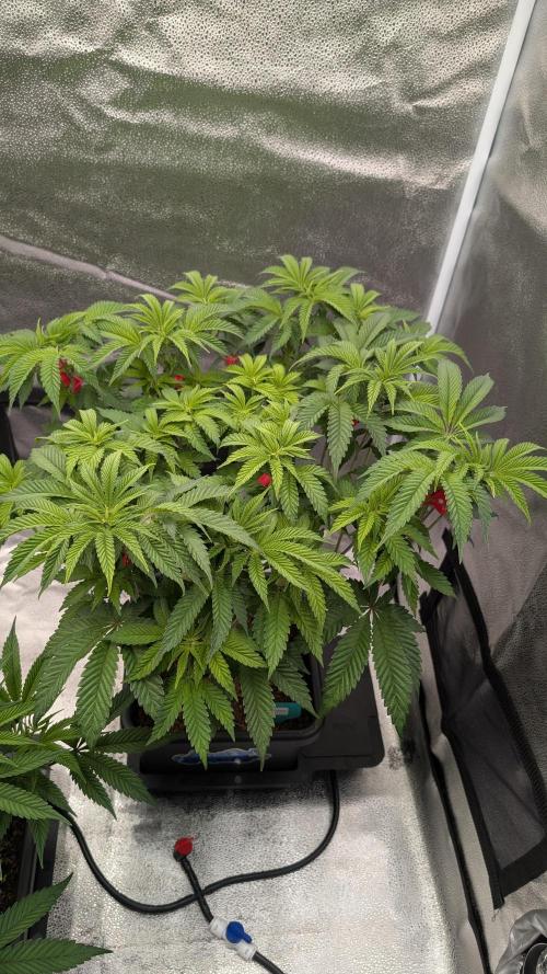 Dumpstar & Grandpa's Stash. Week 7