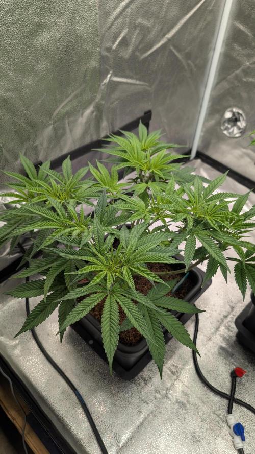 Dumpstar & Grandpa's Stash. Week 7