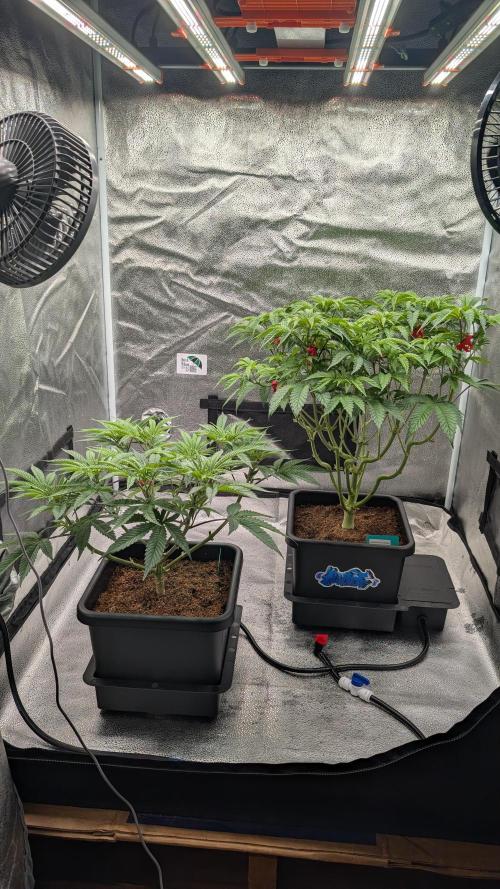 Dumpstar & Grandpa's Stash. Week 7