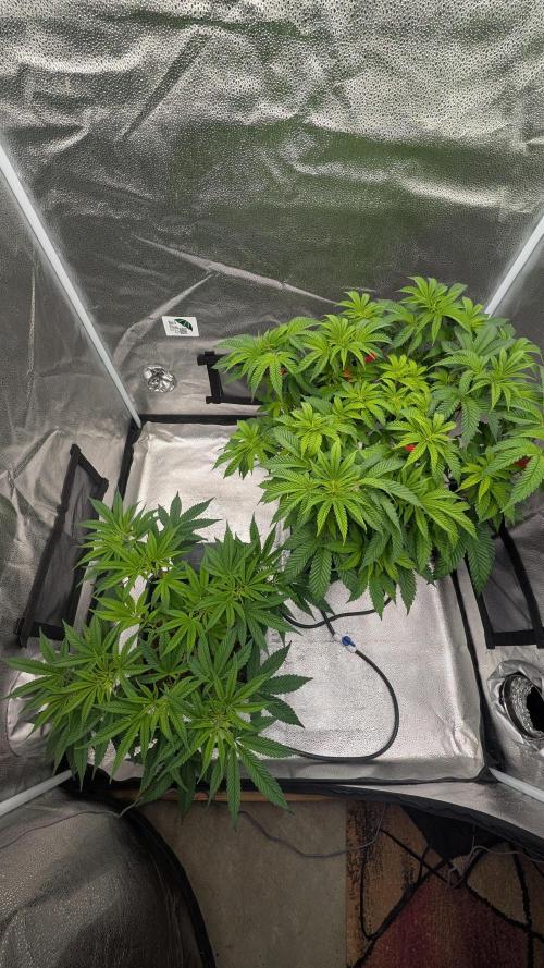 Dumpstar & Grandpa's Stash. Week 7