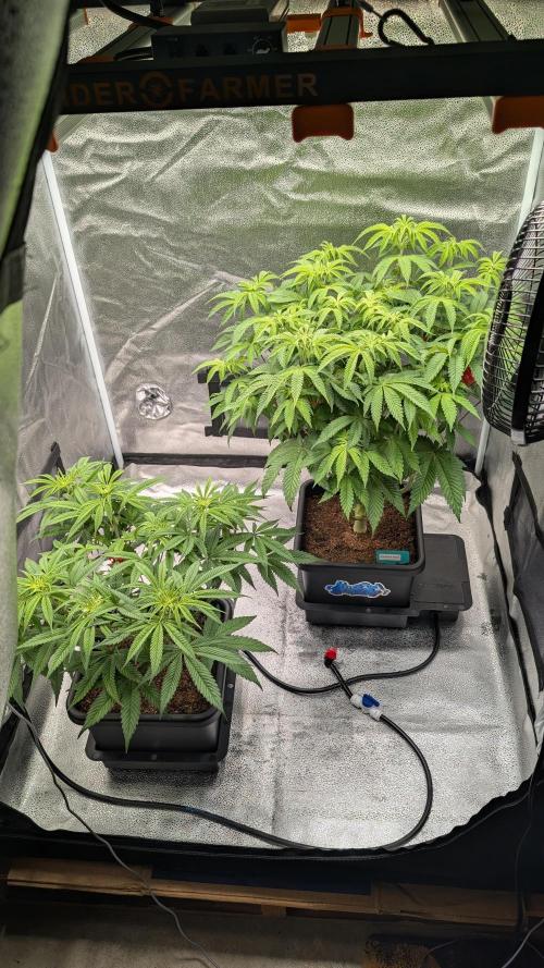 Dumpstar & Grandpa's Stash. Week 8