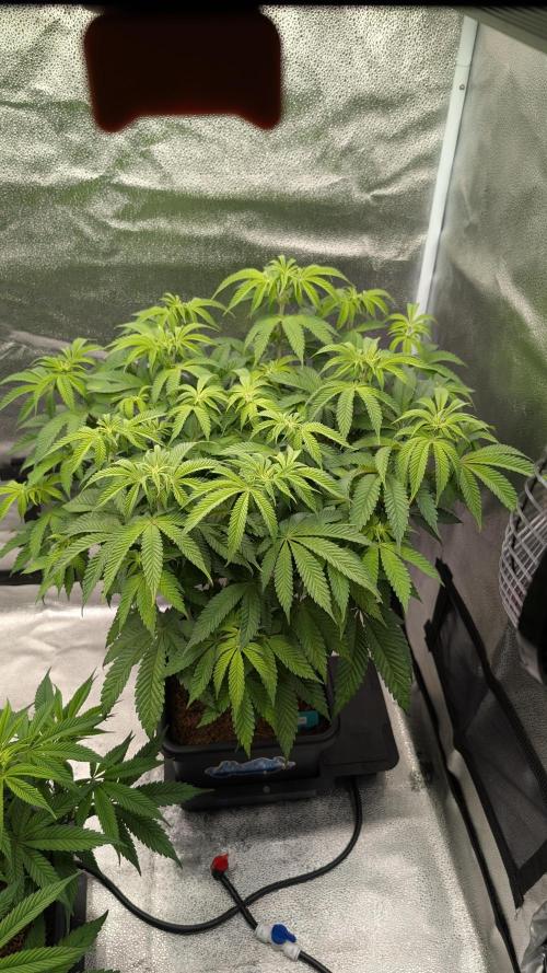 Dumpstar & Grandpa's Stash. Week 8