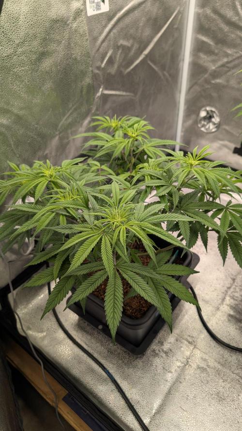 Dumpstar & Grandpa's Stash. Week 8