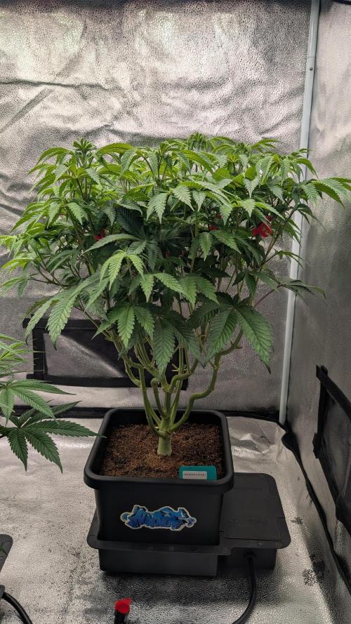 Dumpstar & Grandpa's Stash. Week 8