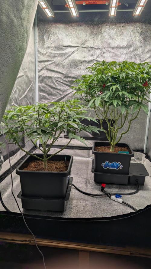 Dumpstar & Grandpa's Stash. Week 8