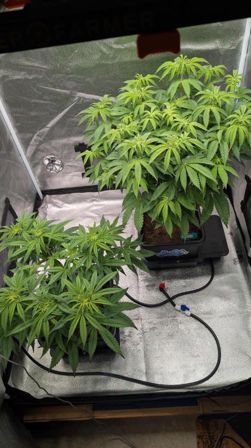 Dumpstar & Grandpa's Stash. Week 8