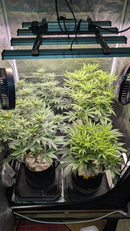 OC Runtz, MMXX, OG Kush. Week 10