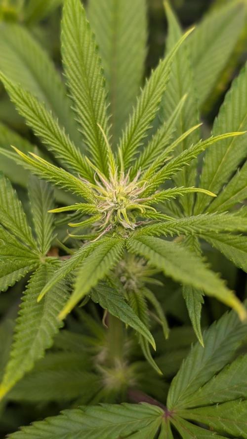 OC Runtz, MMXX, OG Kush. Week 10 - OC Runtz 