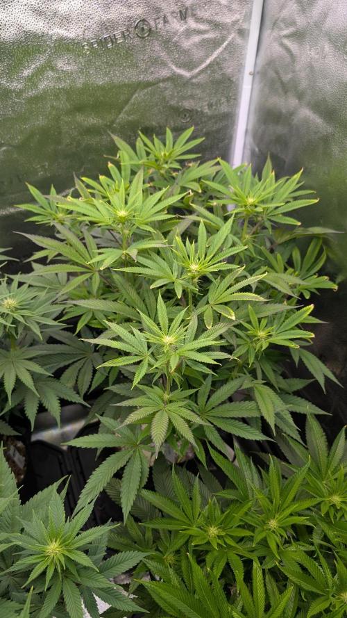 OC Runtz, MMXX, OG Kush. Week 10 - OC Runtz 