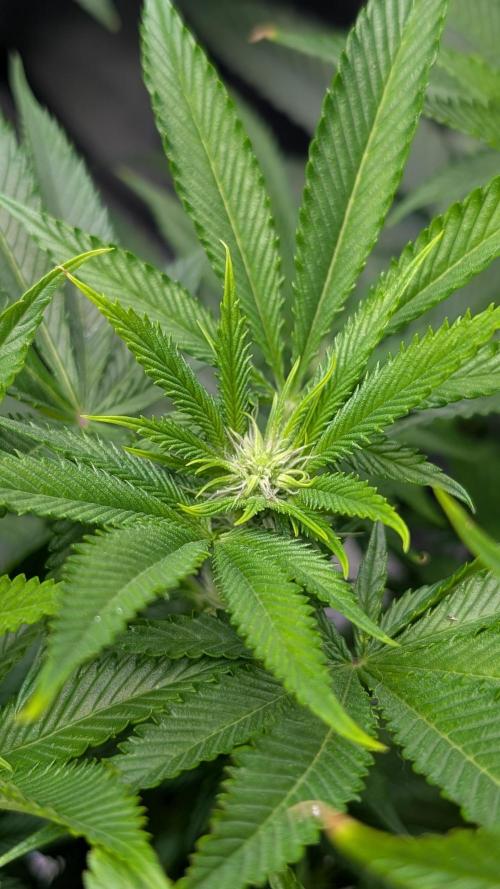 OC Runtz, MMXX, OG Kush. Week 10 - OC Runtz 