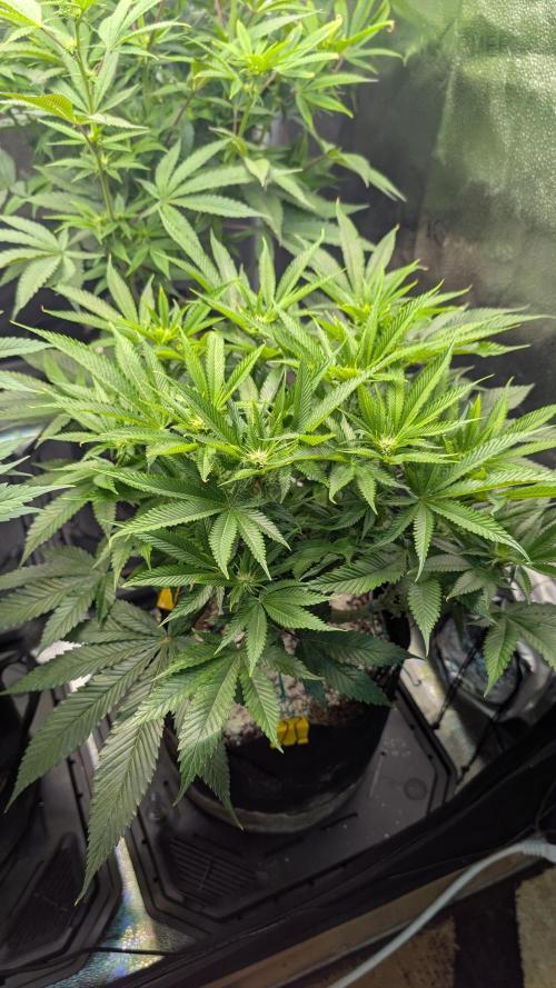 OC Runtz, MMXX, OG Kush. Week 10 - OC Runtz 