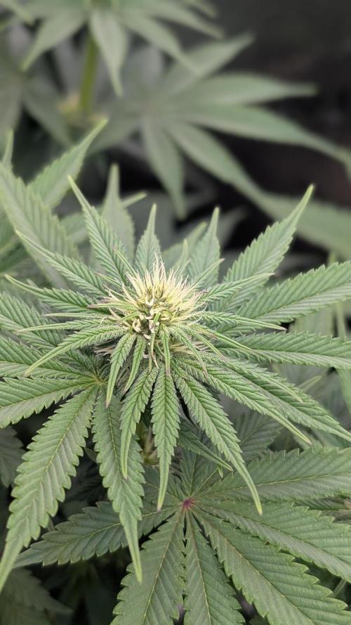 OC Runtz, MMXX, OG Kush. Week 10 - MMXX 