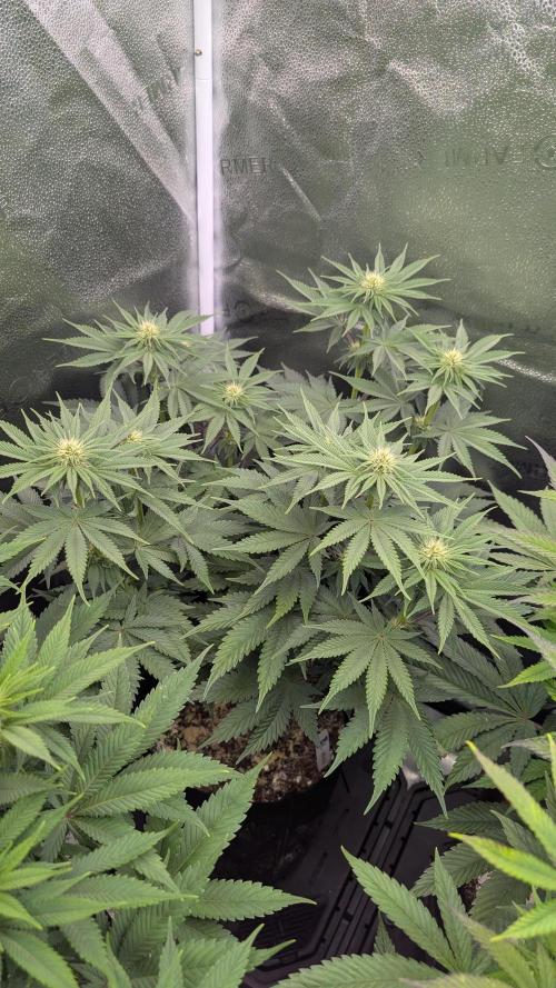 OC Runtz, MMXX, OG Kush. Week 10 - MMXX 