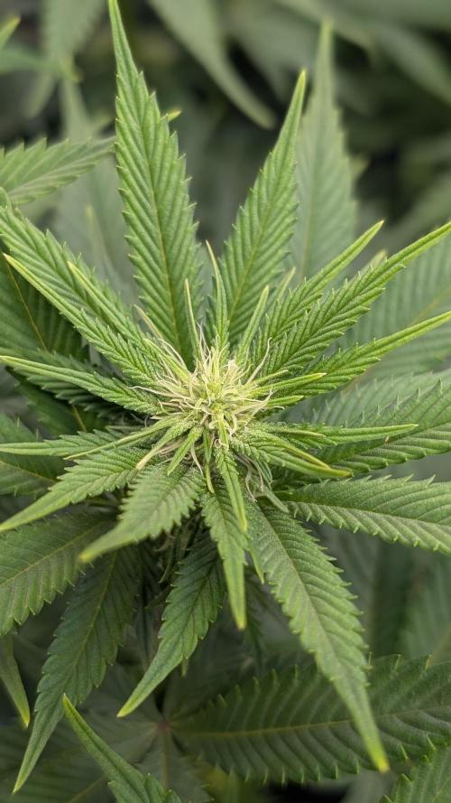 OC Runtz, MMXX, OG Kush. Week 10 - OG Kush