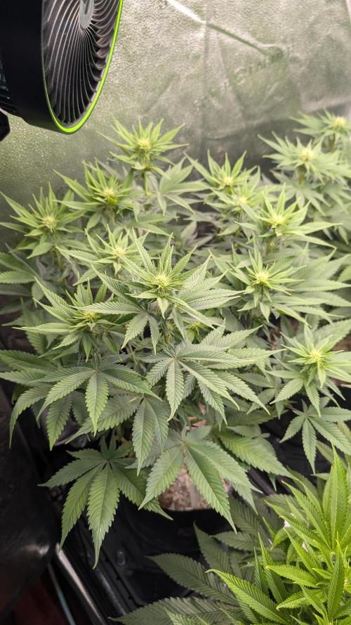 OC Runtz, MMXX, OG Kush. Week 10 - OG Kush