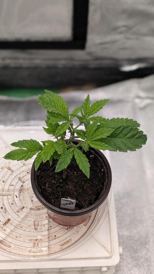 Blueberry Spider Clone. Week 3