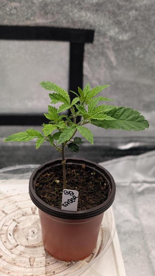 Blueberry Spider Clone. Week 3