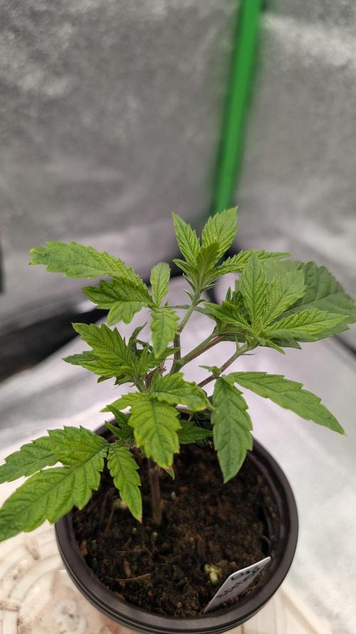 Blueberry Spider Clone. Week 3