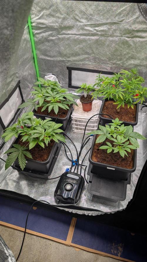 Nova 91 x OC Runtz/Apple Glitter. Week 4