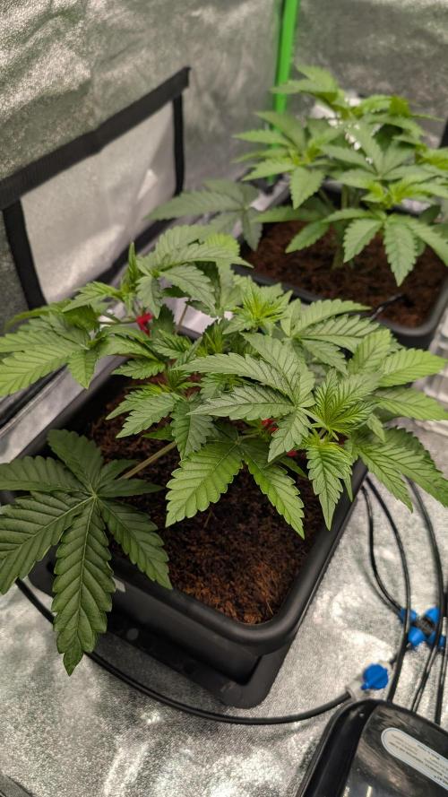 Nova 91 x OC Runtz/Apple Glitter. Week 4