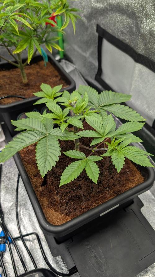 Nova 91 x OC Runtz/Apple Glitter. Week 4