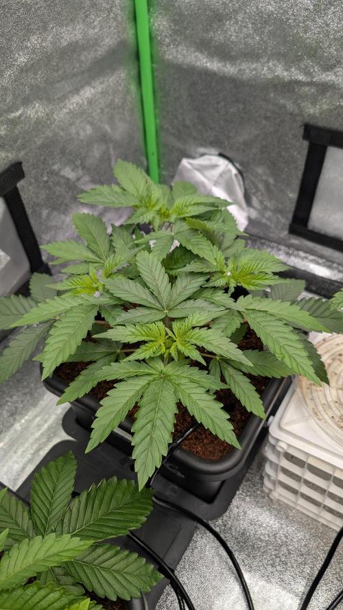 Nova 91 x OC Runtz/Apple Glitter. Week 4