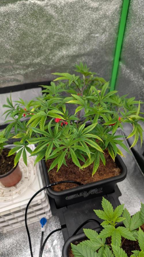 Nova 91 x OC Runtz/Apple Glitter. Week 4