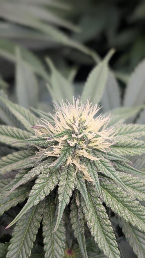 OC Runtz, MMXX, OG Kush. Week 11 - MMXX