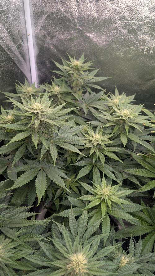 OC Runtz, MMXX, OG Kush. Week 11 - OG Kush