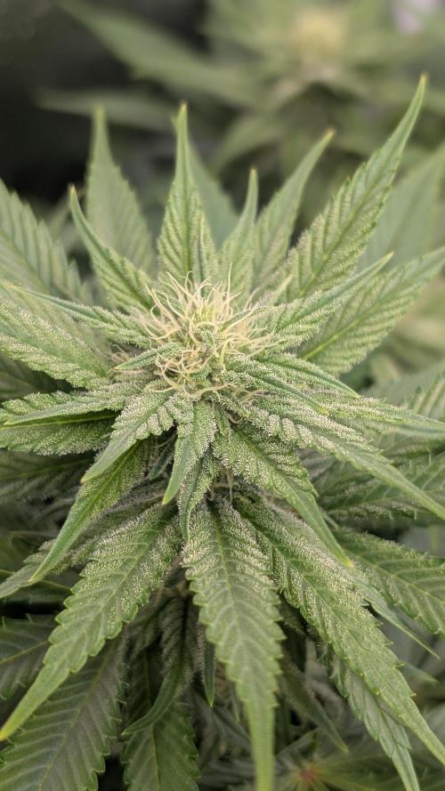 OC Runtz, MMXX, OG Kush. Week 11 - OG Kush