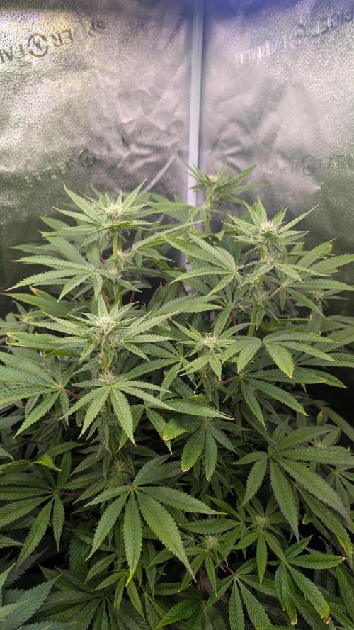 OC Runtz, MMXX, OG Kush. Week 11 - OC Runtz 