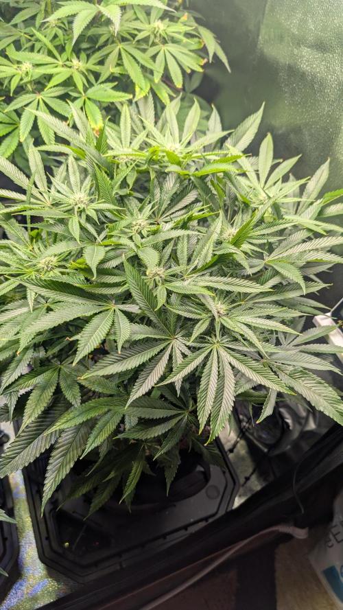 OC Runtz, MMXX, OG Kush. Week 11 - OC Runtz 