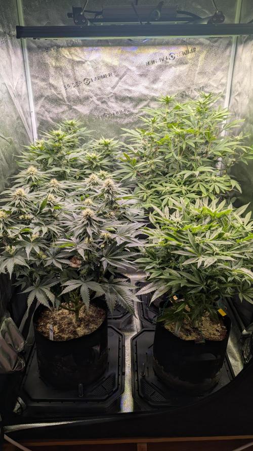 OC Runtz, MMXX, OG Kush. Week 11